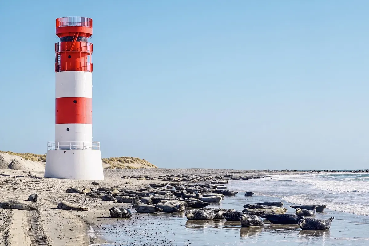 How to Spot UK Marine Mammals from Shore: A Beginner's Guide