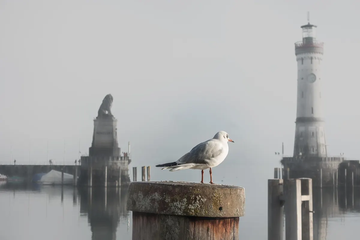 Sea Fog Explained: Why It Forms and How to Stay Safe on the Coast